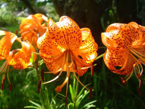 Lilium davidii var wilmotiae